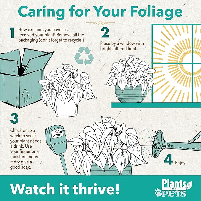 Live Pothos Plants (4PK) Indoor Plants Live Houseplants, Pothos Live Plant House Plants, Money Plant Indoor Pothos Plant Decor, Devils Ivy Trailing Plants Live by Plants for Pets,Black