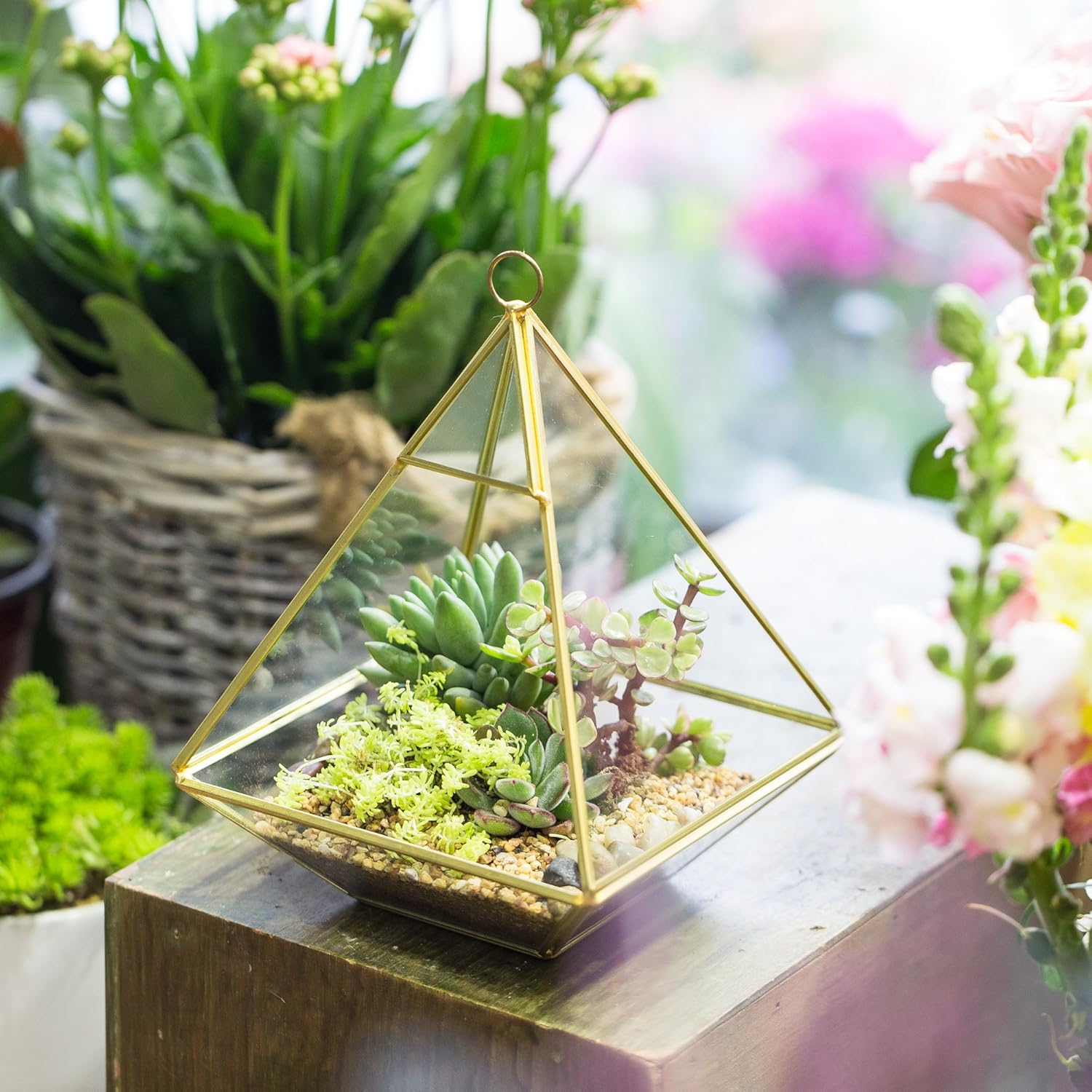NCYP Geometric Glass Terrarium for Succulent, Air Plants - 5.9x5.9x7.87 Inches - Wall Hanging Glass Planter Pot, Home Garden Tabletop Decoration, Gold (Terrarium Only)