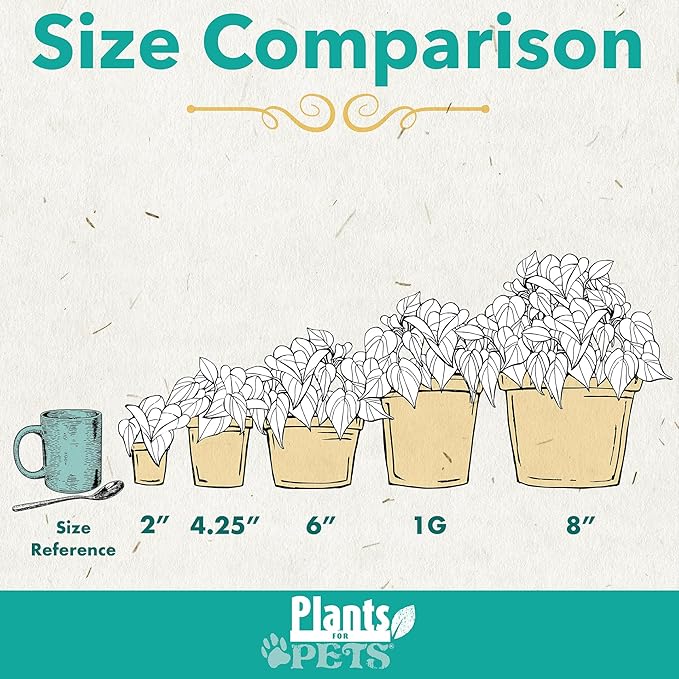 Live Pothos Plants (4PK) Indoor Plants Live Houseplants, Pothos Live Plant House Plants, Money Plant Indoor Pothos Plant Decor, Devils Ivy Trailing Plants Live by Plants for Pets,Black