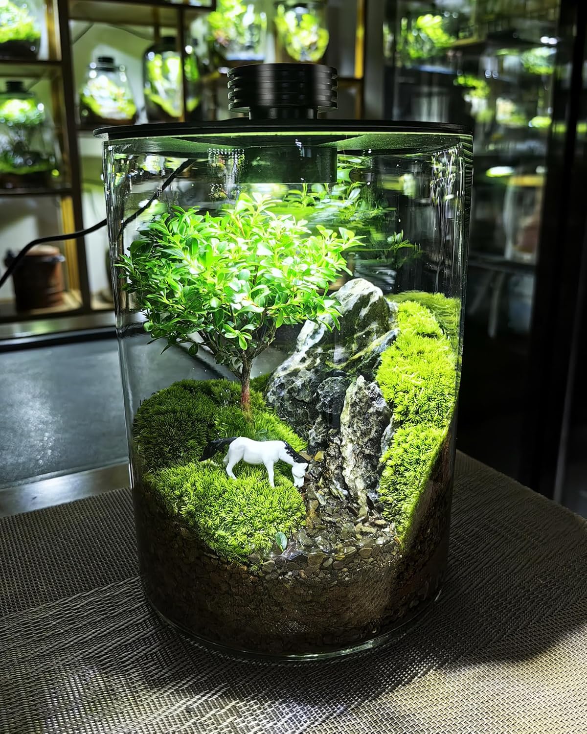 Desktop Glass Terrarium with Grow Light (7.5" H x 5.9" D) - for Succulents, Moss, Mini Gardens, Betta Fish Tanks, Mushroom Cultivation | Indoor Plant Growth | Office/Home Decor | Plant Lover Gifts