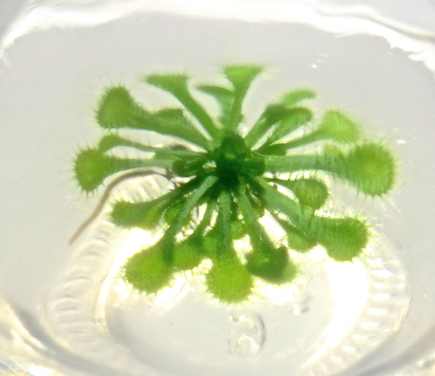 Bloomify Live Sundew Plant Terrarium – Enclosed Ecosystem with Zero Maintenance – Unique Ecosphere Plants for Home Décor – Drosera Spatula Sundew Plant –Great Gift – Self-Sustaining Terrarium