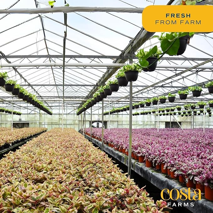 Costa Farms Lucky Bamboo Plant, Easy to Grow Live Houseplant in Indoor Bamboo Pot, Potting Mix, Grower's Choice, Birthday Gift, Home, Office, Plant Shelf Zen Room Decor, 12-Inches Tall